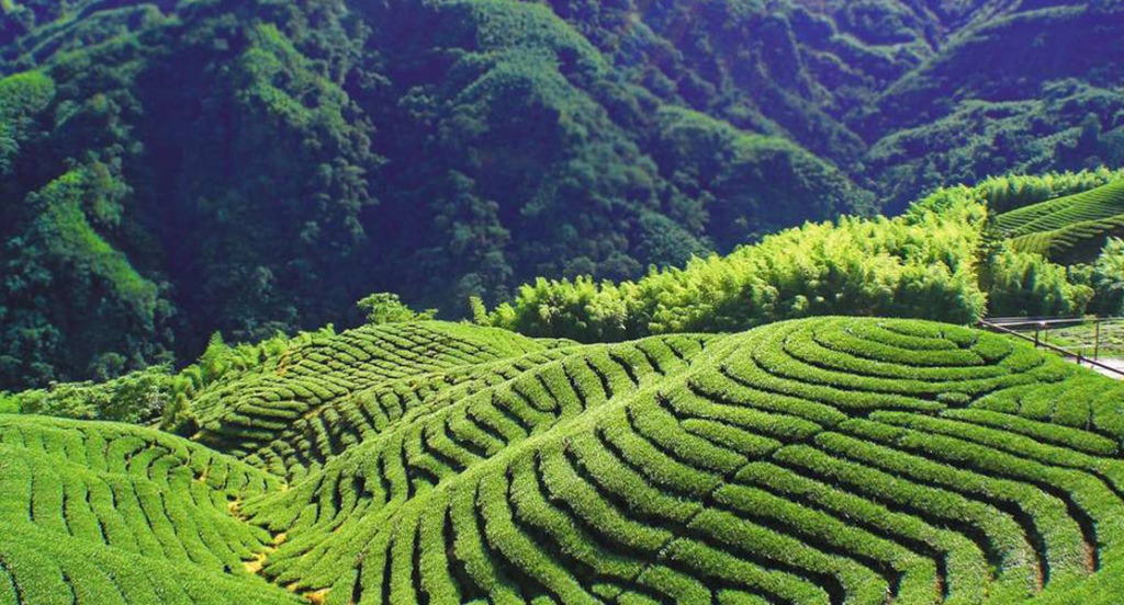 軟鞍八卦茶園